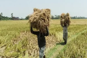 Rice prices - Confusions abound