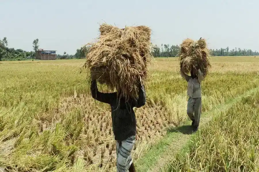 Rice prices - Confusions abound